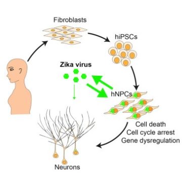 zika neuroni